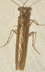 Perlamantis alliberti