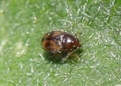 Epitrix fasciata