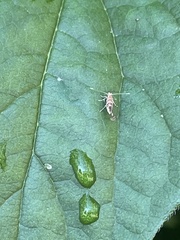 Macrosaccus robiniella
