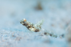 Tomiyamichthys latruncularius