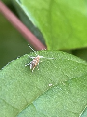 Macrosaccus robiniella