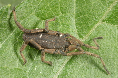 Trogulus tricarinatus