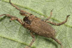 Trogulus tricarinatus