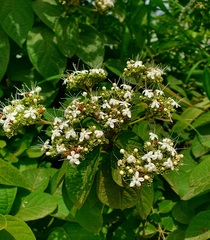 Ajugoideae