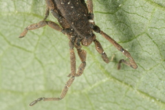 Trogulus tricarinatus