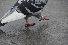 Columba livia domestica