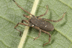 Trogulus tricarinatus