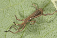 Trogulus tricarinatus