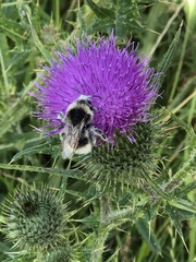 Bombus