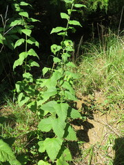 Salvia chapmanii