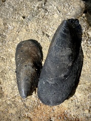 Mytilus edulis