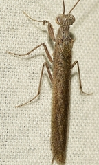 Perlamantis alliberti