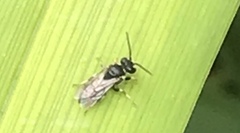 Hylaeus leptocephalus