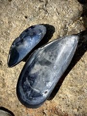 Mytilus edulis