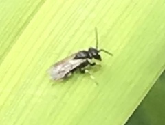 Hylaeus leptocephalus