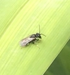 Hylaeus leptocephalus