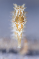 Hippocampus jayakari