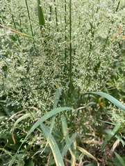 Poa pratensis