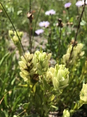Castilleja septentrionalis