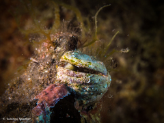 Pseudochama gryphina