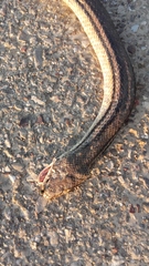 Elaphe quatuorlineata