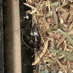 Enaphalodes taeniatus