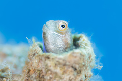 Alloblennius pictus