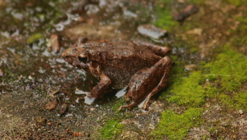 Berkenbusch's Robber Frog