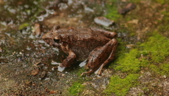 Craugastor berkenbuschii