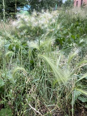 Hordeum jubatum