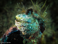 Pseudochama gryphina