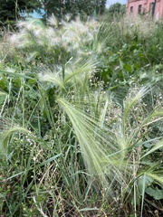 Hordeum jubatum