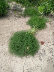 Polypremum procumbens