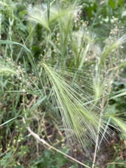 Hordeum jubatum