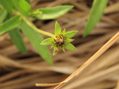 Sphagneticola calendulacea