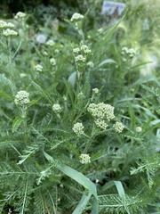 Achillea millefolium
