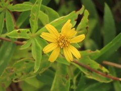 Sphagneticola calendulacea