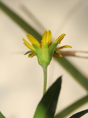 Sphagneticola calendulacea