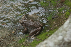 Craugastor berkenbuschii