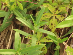 Sphagneticola calendulacea