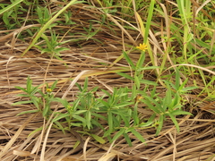 Sphagneticola calendulacea