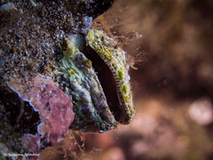 Pseudochama gryphina