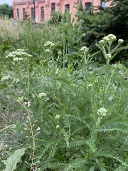Achillea millefolium