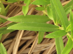 Sphagneticola calendulacea