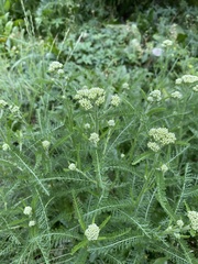 Achillea millefolium