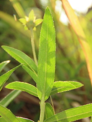 Sphagneticola calendulacea