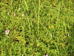 Sphagneticola calendulacea