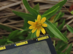 Sphagneticola calendulacea