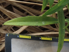 Sphagneticola calendulacea