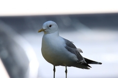 Larus canus